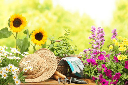 Важные дела в июле в саду, огороде и цветнике