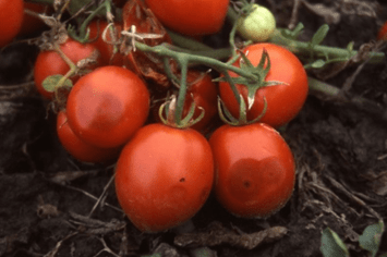 Антракноз томатов 
