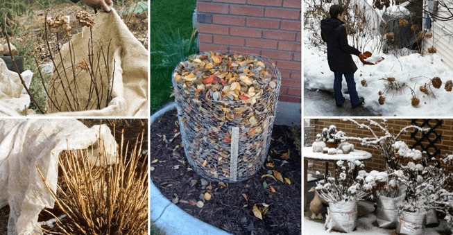 варианты укрытия растений на зиму