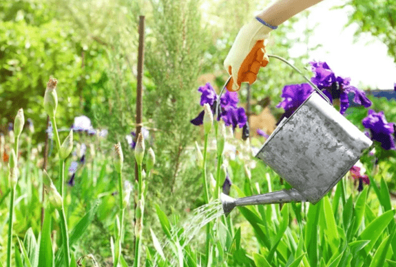 Ирисы в саду: уход весной