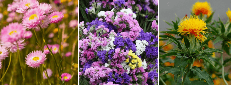 Разновидности цветов -сухоцветов