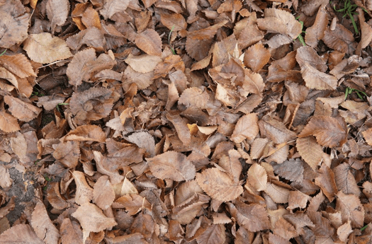 мульча из сухих листьев