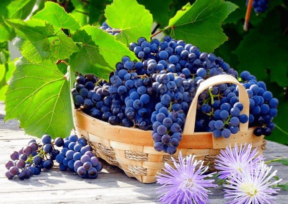Уход за виноградом летом в августе в открытом грунте в средней полосе иПодмосковье