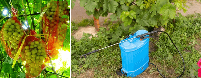Уход за виноградом летом в августе в открытом грунте в средней полосе иПодмосковье