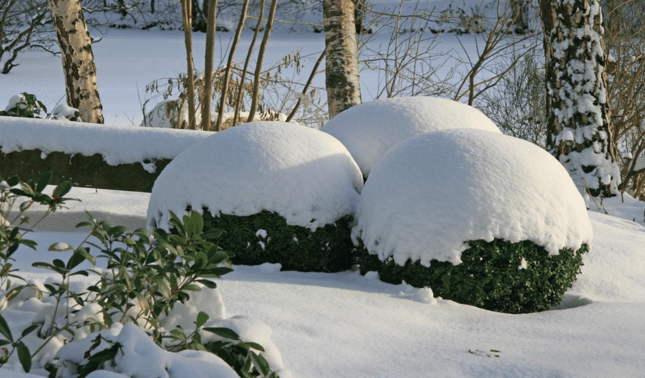 укрытие растений снегом