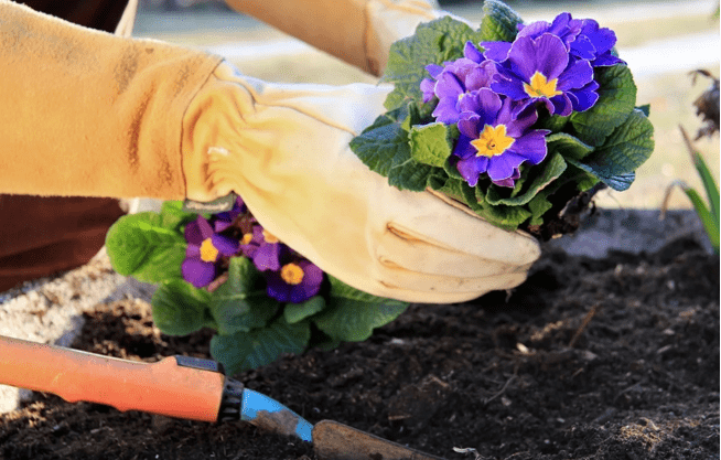 Первоцветы в саду: секреты выращивания примулы