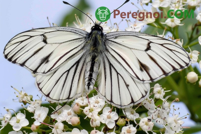 Белые бабочки в саду и огороде: чем опасны и как уберечь растения