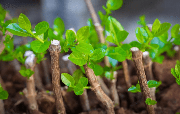 Размножение растений зелеными черенками