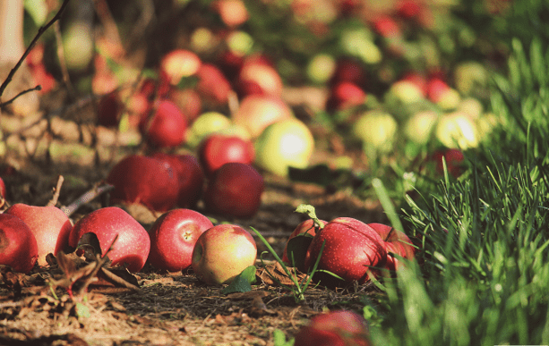 Куда деть больные и гнилые яблоки, сливы и вишни