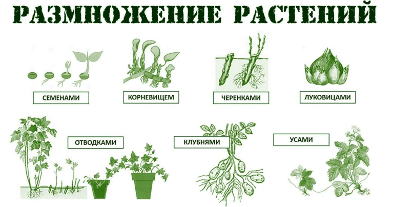 размножение растений