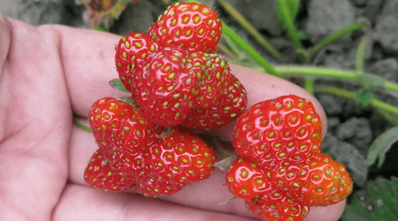 Почему ягоды клубники деформируются: 5 главных причин