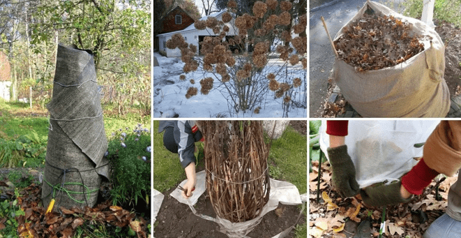 Уход за гортензией осенью: правильная подготовка куста к зиме