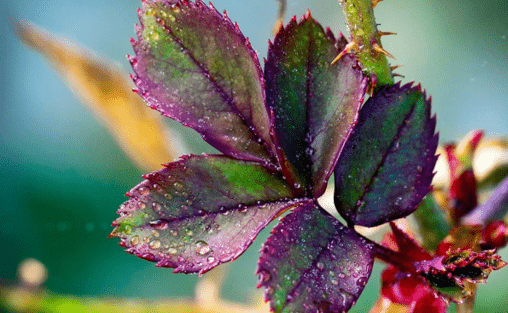 Фиолетовый оттенок листьев розы