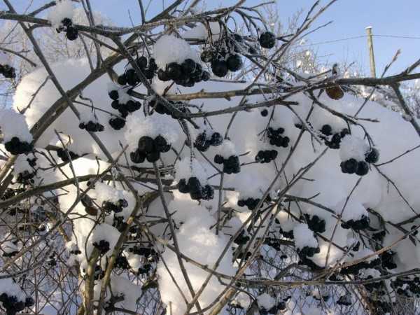 Ветвь черной бузины зимой