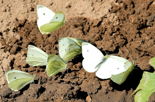 белые бабочки в саду и огороде
